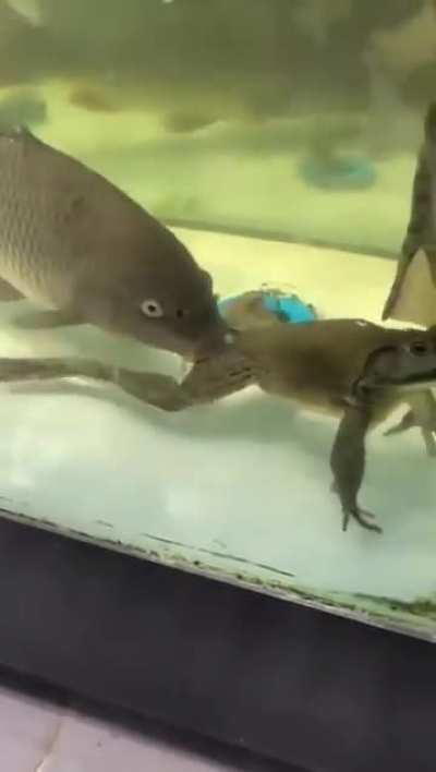 Algum biólogo, que porra é essa?