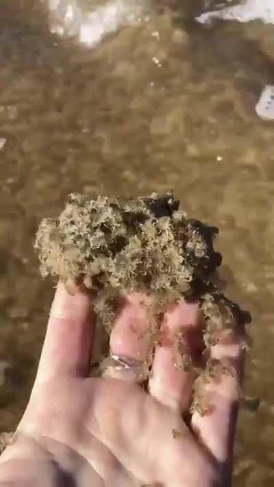 Horde of freshly hatched baby crabs on the beach, South Africa