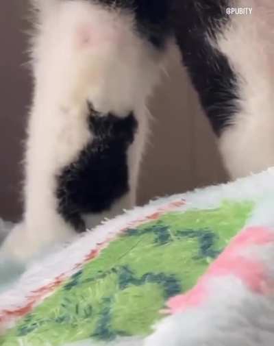 This cat has a tiny cat tattoo on its back leg.