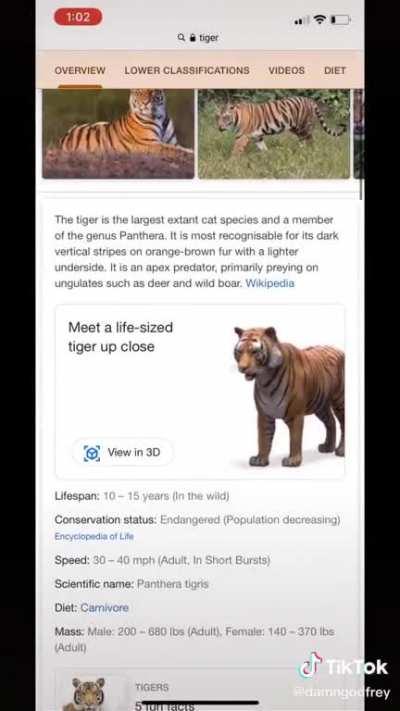 Tigerr