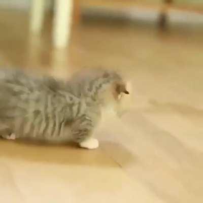 This cute kitten will completely melt your heart! 💕
