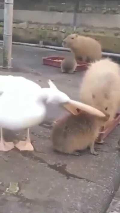 To eat capybaras