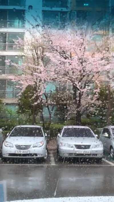 watching the rain and cherry blossoms fall in my car (korea)