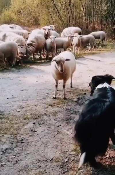 raising a stubborn sheep 
