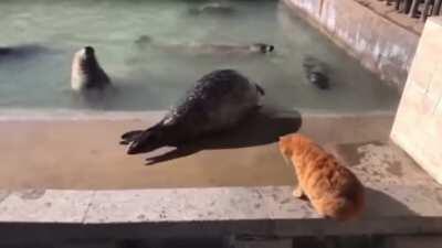 Cat slaps a seal for being noisy