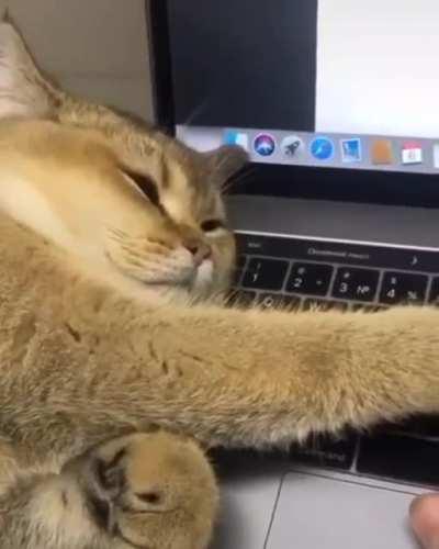 Proof Reader and Editor.