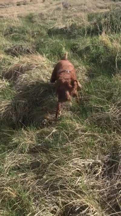 My dog running at me