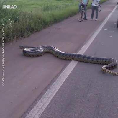 Massive Anaconda crossing the highway in Brazil.