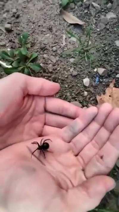 No need to identify, this is a beautiful bulbus black widow (Latrodectus mactans). Always happy to demonstrate how docile sliders actually are