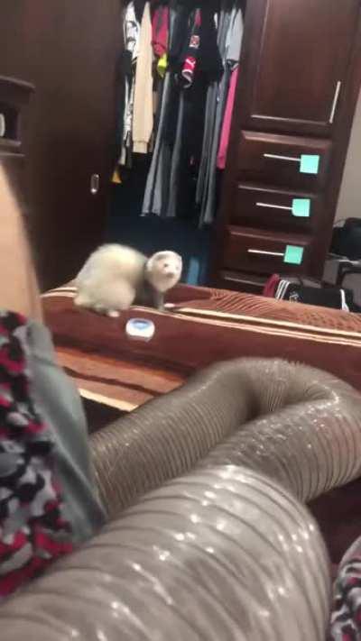 Dramatic Ferret SlammyWhammy