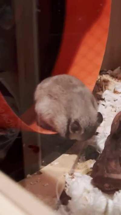 My hamster fell asleep on her wheel