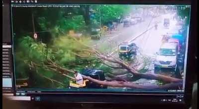 Treemendous close call