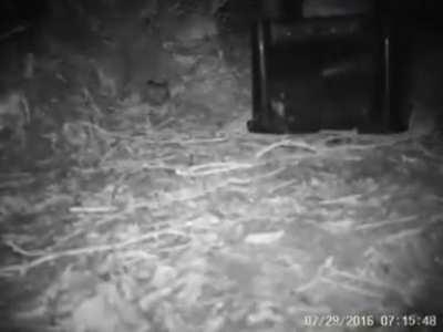 This kiwi falling over from excitement of finding a surprise food box