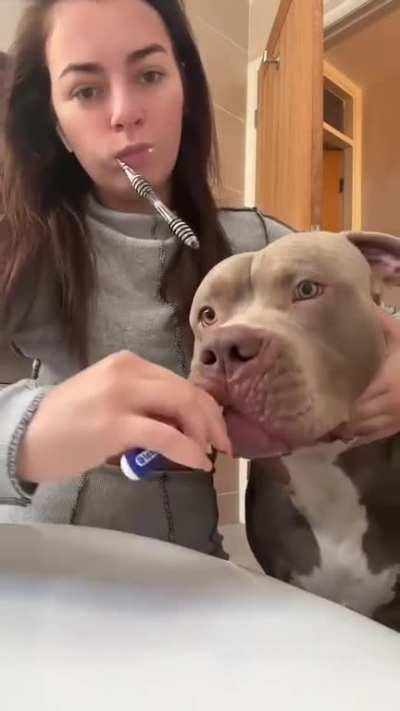 He comes running to get his teeth brushed when he hears mom brushing hers.
