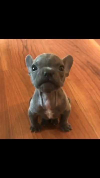 very funny puppy dog