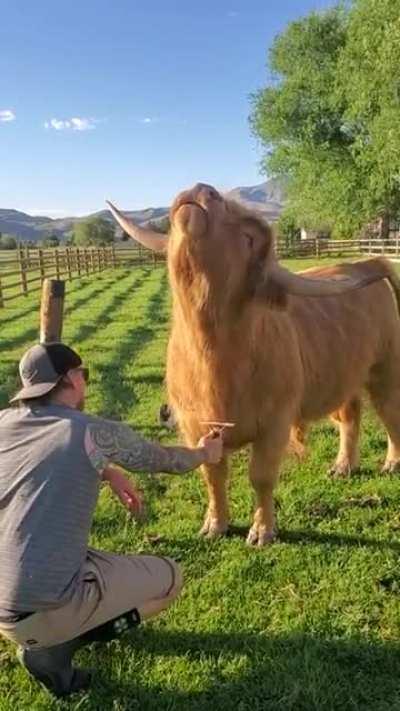 I’d brush the floof outta him