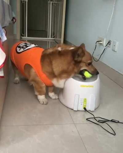 Just A Dog And Its Ball