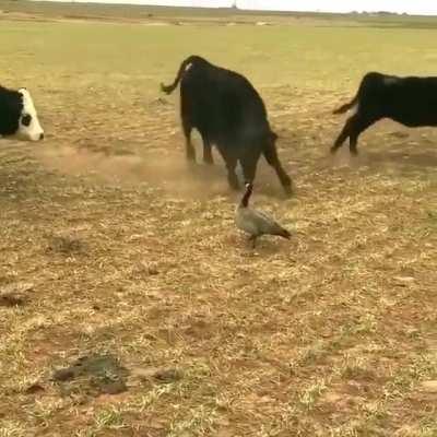Cows trying to scare off a canadian goose