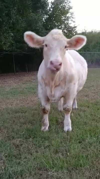 This cow will make your day better ❤️