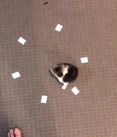 This is my kitten… We made him choose his own damn name…