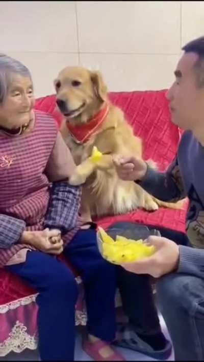 Don't you just love dogs?