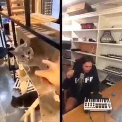 🐈🎶🐈🎶🐈🎶🎹🎶🎼