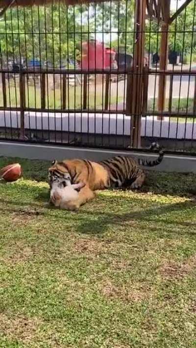 Бесстрашный или отбитый?