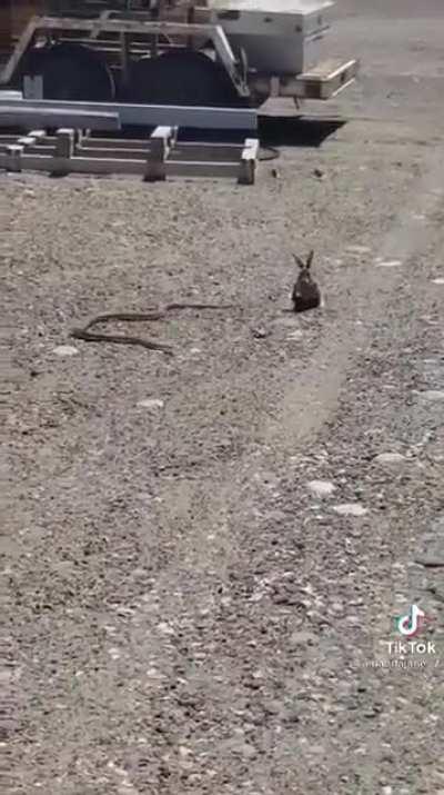 Never seen a rabbit bully a snake before..
