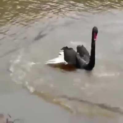 being chased by a goose