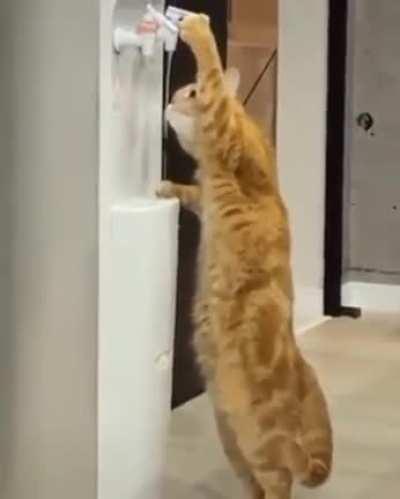 O gato tá mais esperto que eu;-;