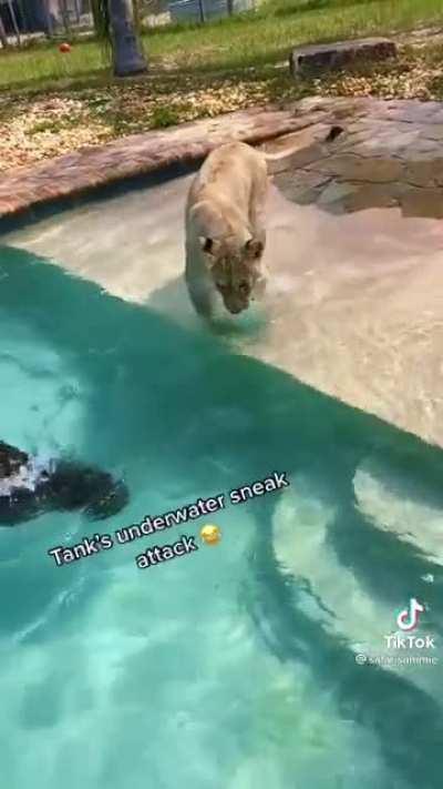 Jaguar and lion playfully fighting at the pool. The jaguar's aquatic abilities come to show off
