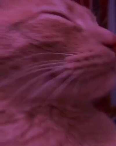 When Android 18 & Piccolo fly in, so I have to sit through 9 R/SRs and 3rd dupe of STR Paikuhan cuz there's still no 