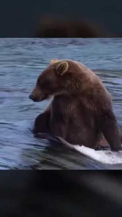 Albino brown bear gets mistaken for a polar bear and gets relocated 3 times
