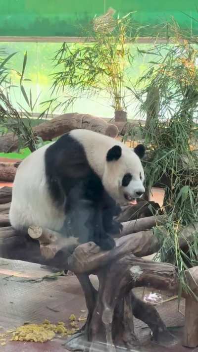 Giant Panda at the Guangzhou zoo today.  Seems pretty active.