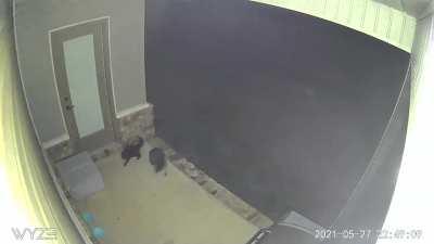 Cat vs Raccoon (there are kittens in the box)