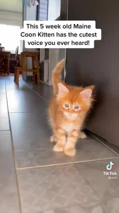 Main coon kitten squeaking