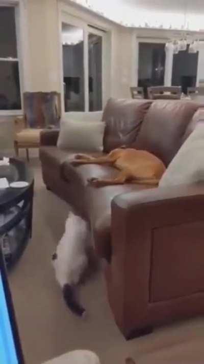 Animals also have a sense of humor!