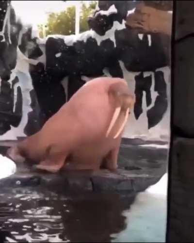 Absolute unit of a walrus