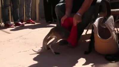 Pouch me. Pouch me damn it!