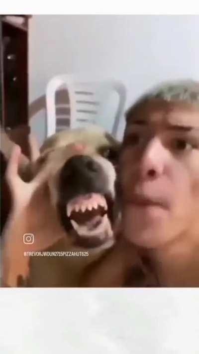 Owner turns dog into a metal beatboxer