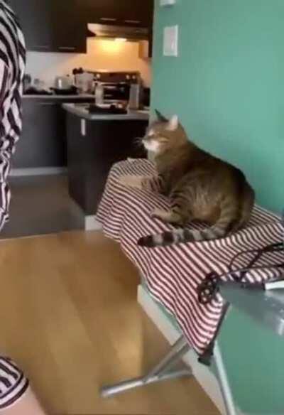 This cat is rascal...