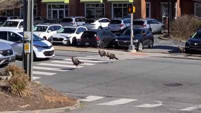 In Asheville, even the Turkeys use the Crosswalks