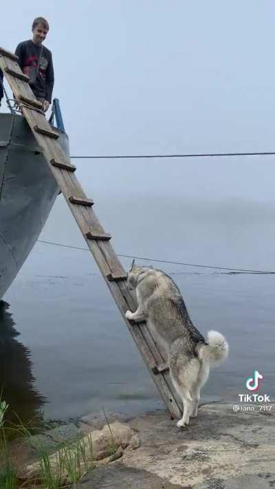 Nervous Husky just wants to come aboard with the crew.