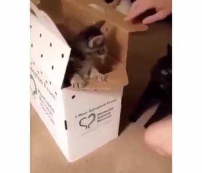 You betrayed me hooman