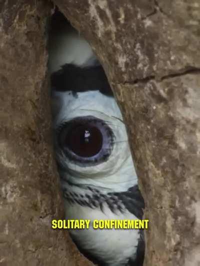 🔥Bird jails itself to protect babies🔥