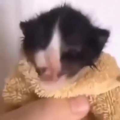 Asian man and funny cat