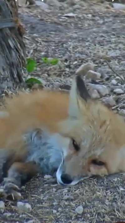 very sleepy foxes