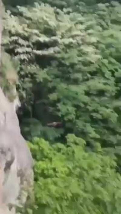 The Indian giant flying squirrel, also called the large brown flying squirrel or the common giant flying squirrel, is a species of rodent in the family Sciuridae.