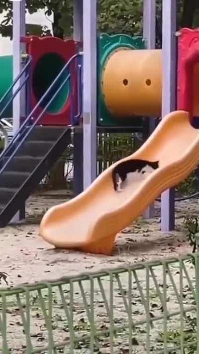 I love you kitten I've never met