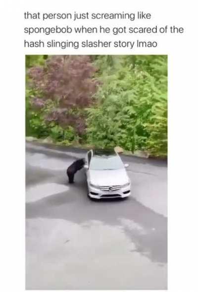 Bear was like nope